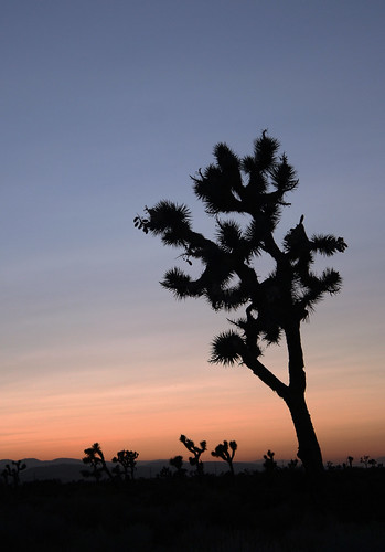 ca sunset night evening desert joshuatree fair clear lancaster antelopevalley palmdale 93536 93550