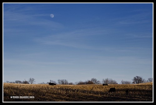 sky moon rural landscape illinois nikon cows fields nikond7000