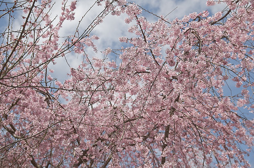【写真】2014 桜 : 山越周辺/2021-03-24/IMGP5618