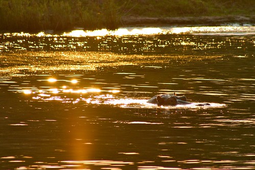 africa sunset river tramonto fiume zimbabwe victoriafalls hippo zambezi zambesi ippopotamo cascatevittoria saariysqualitypictures mygearandme flickrstruereflection1