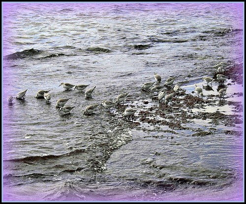 sea nature birds spain waders marbella sandlings