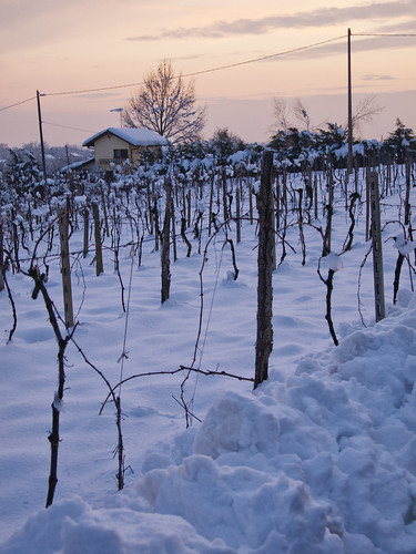 sunset snow vineyard tramonto neve casabianca vigna olympuspenep1