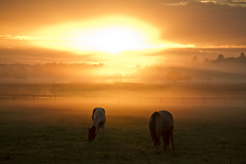 horse mist field fog sunrise 7d hinton paddock