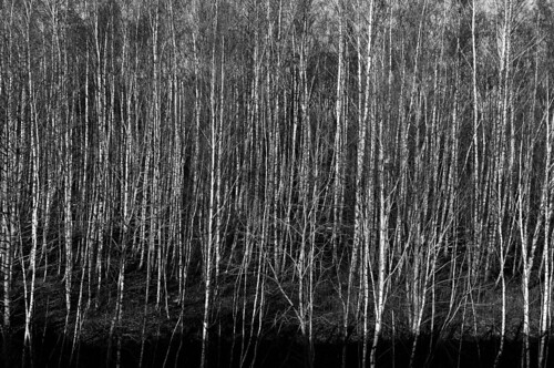 trees light shadow bw bn sw birch bäume dortmund birken rainer❏ 35mm118g