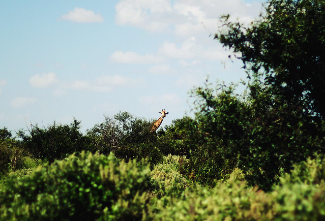 Kenya pt.3 Safari