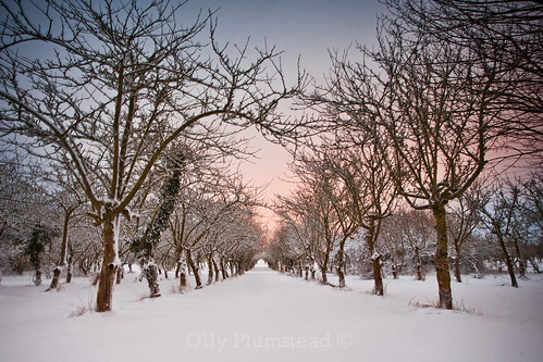 uk morning pink blue winter white snow tree sunrise canon landscape early kent mark infinity perspective peach orchard symmetry line ii symmetrical 5d february olly plumstead ollyplumstead