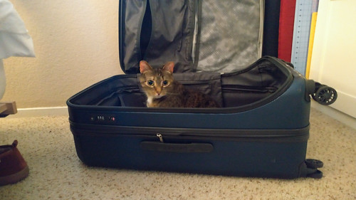Dizz wants to come with