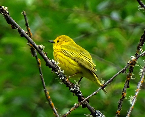 yellowwarbler
