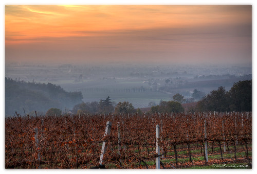 sunset italy fog canon tramonto wine 5d nebbia 2470l vicenza vigneti lonigo alonte