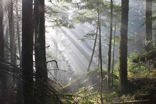light sun nature beauty arlington forest outdoors washington moss scenery hiking skagit sunrays