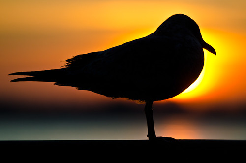 An East River Bird Soaks Up the Morning Sun