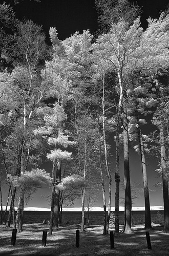 statepark trees blackandwhite bw white lake black art monochrome digital canon landscape ir sand artistic michigan fineart infrared 5d hart fineartphotography digitalinfrared mears silverlakesanddunes convertedinfraredcamera