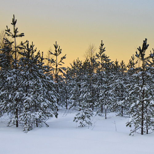trees sunset snow forest suomi finland