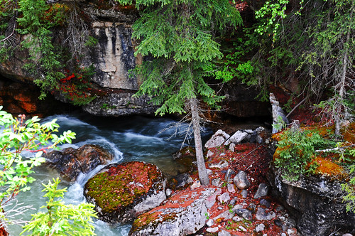 trees canada water landscape nikon jasper canyon alberta d90 nikond90