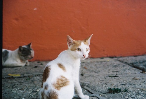 white branco cat canon eos kodak sidewalk gato 400 500 parede calçada manchas ultramax