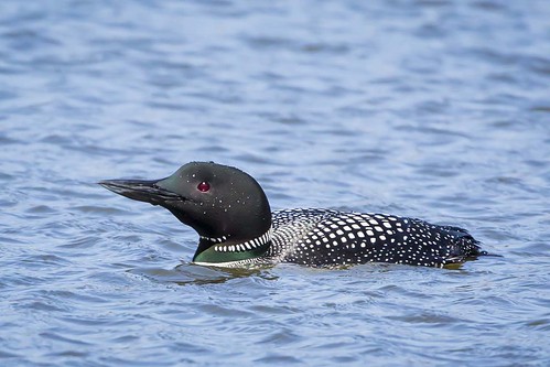 ohio clarksville commonloon gaviaimmer cowanlake