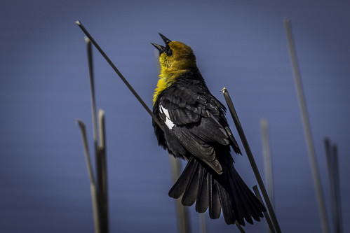 bird winnipeg blackbird yellowheadedblackbird xanthocephalusxanthocephalus