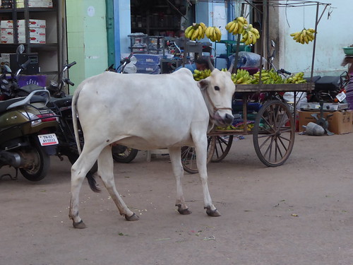 india cow tamilnadu karaikudi