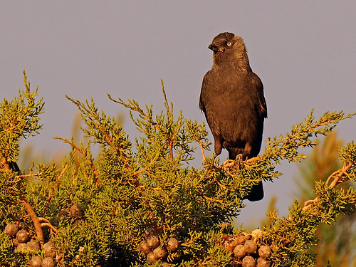 aves occidental corvidos grajilla pajáros insectívoros