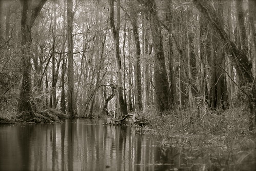mike dale photos florida hillsboro river nature wildlife swamp water hilsborough