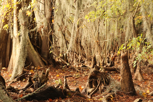 nature florida gainesville swamp alachua newnanslake