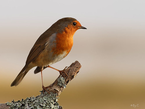 bird robin birds wildlife devon barnstaple northdevon
