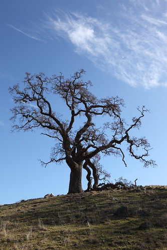 california usa cloud tree photo lenstagged hill 1600squirrels eastbay sfbayarea nocal alamedacounty 2x3 sunol sunolregionalwilderness canon24105f4 5dii