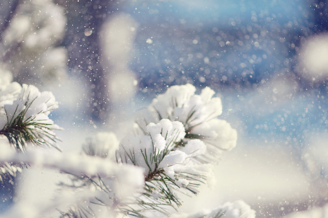 { freshly fallen snow } | Flickr - Photo Sharing!