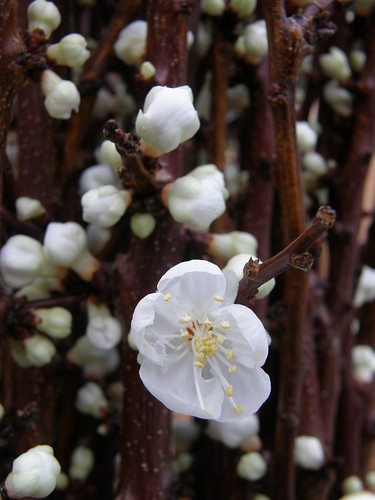 white apricot flowers