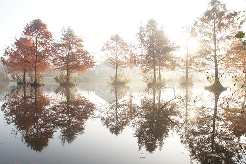 autumn mist misty herfst amsterdamoost frankendael watergraafsmer parkfrankeandaek