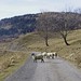 Sheep crossing near Col du Chaussy