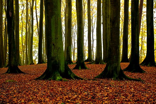 autumn nature forest laub herbst wald buchen abigfave platinumheartaward rügen2011