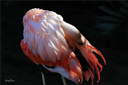 light bird flamingo feathers americanflamingo filteredlight