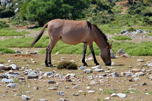 horse animals fauna island nikon frieze parthenon greece pony nikkor mammals 135mm skyros mamalia parthenonfrieze d3100 nikond3100