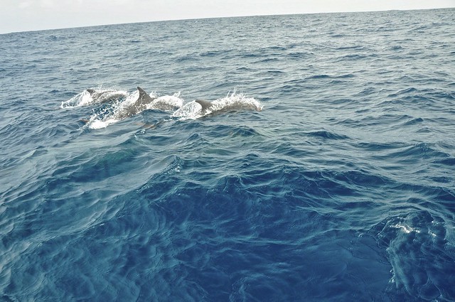 Dolphins in San Blas