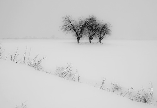 Il cammino silenzioso della neve - The path of the Silent Snow