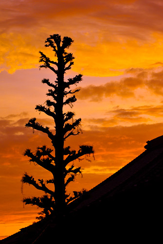 roof red sky tree japan tile evening pentax km
