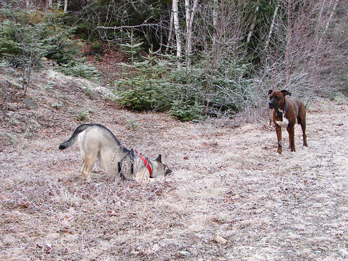 dogs frost maine lola ralph mastiffmix playbow boxermastiffpitbull