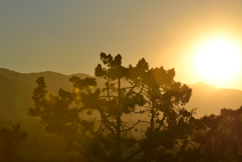 california mountain tree silhouette pine sunrise sanluisobispo
