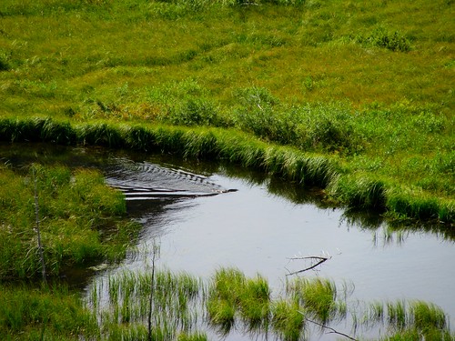summer canada green grass swimming pond bc britishcolumbia meadow beaver pasture swamp beaverdam castor wetland chilcotin coastmountains canadensis chilcotinranges tsilos yohettavalley