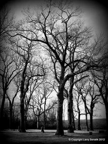 winter bw white black cemetery blackwhite illinois 2012 holgaish oldmacomb