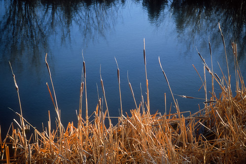 color film nature water grass landscape colorado velvia marsh