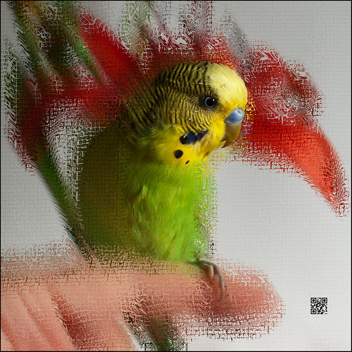 naturaleza pets nature yellow geotagged creativity natura olympus textures budgerigar budgie parakeet macros retouch gettyimages febrer periquito retoque perico retoc tonet specialtouch quimg quimgranell joaquimgranell afcastelló obresdart gettyimagesiberiaq2