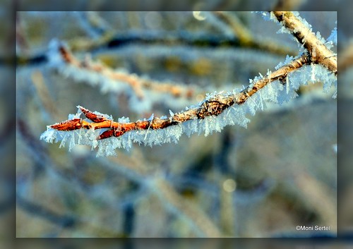 winter macro ice nature ast frost branch natur garland 2012 februar catlovers monisertel
