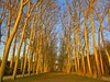 Trees in the Versailles Gardens