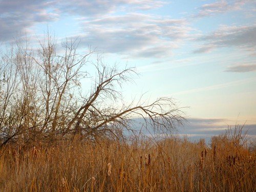 trees sky reeds flora idaho cattails wetlands nampa wilsonsprings wilsonponds andersonwetlands