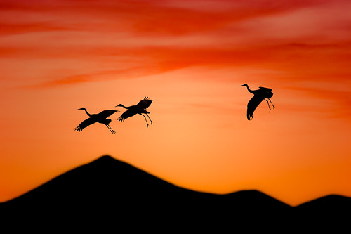 sunset newmexico bosquedelapache sandhillcranes birdnote
