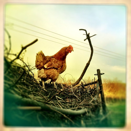 sunset chicken squareformat hen photooftheday pickoftheday iphoneography