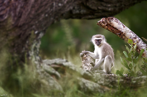 nature southafrica monkey wildlife vervet vervetmonkey djuma sabisands djumagamereserve chlorocebuspygerythrus