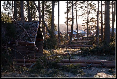 trees storm sweden sverige träd dagmar 2011 mmoborg mariamoborg rotvältor